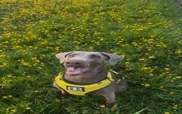 Dobermann dogs for sale: Kc Isabella Doberman puppies  - Image 6