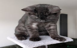 Selkirk Rex cats for sale: 😻 Stunning Selkirk Rex Mix Kittens 😻 - Image 12
