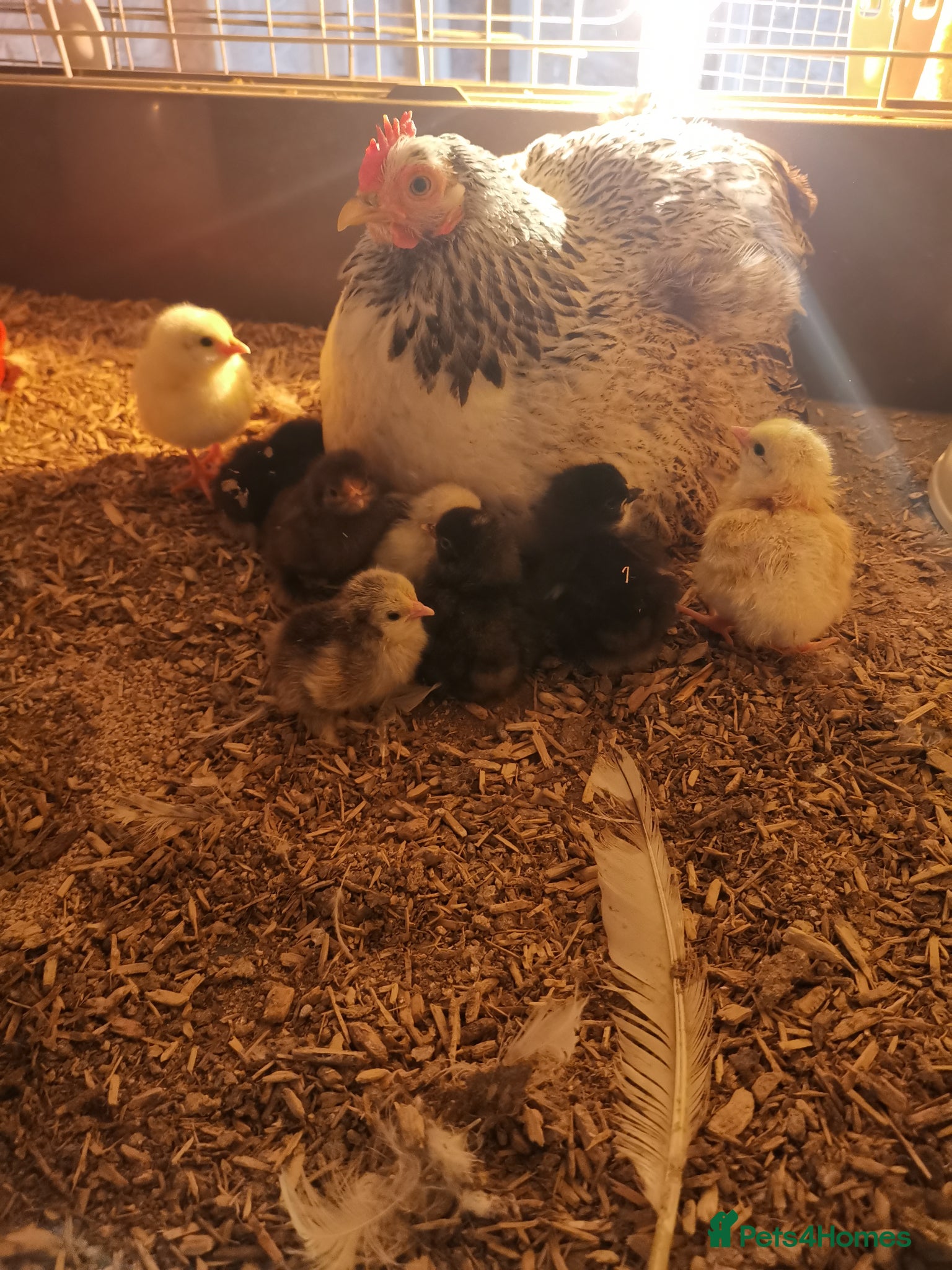 Mixed Breed poultry 🌟🌟🌟 hatching chicken eggs 🌟🌟🌟 - Advert 2