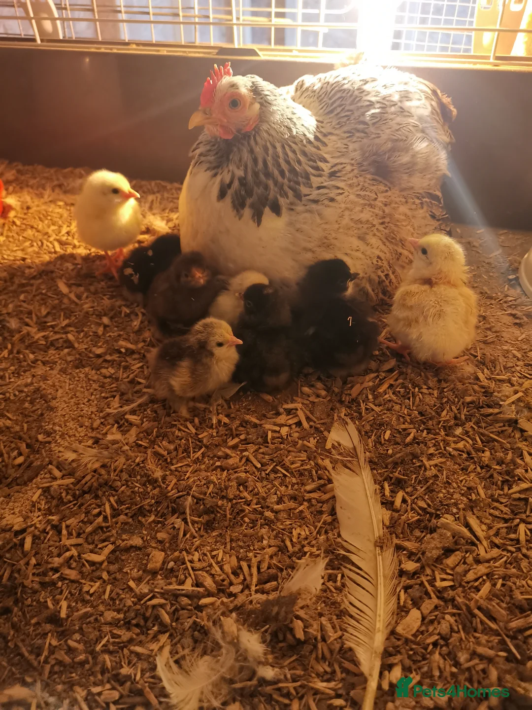 Mixed Breed poultry for sale: 🌟🌟🌟 hatching chicken eggs 🌟🌟🌟 - Advert 2