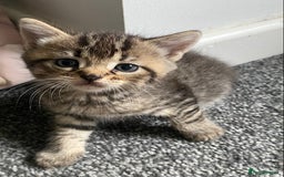 Mixed Breed cats for sale: Beautifull playfull  kittens  - Image 4