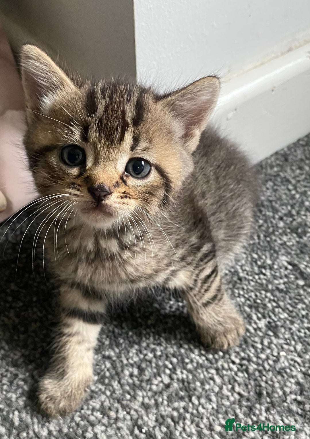 Mixed Breed cats for sale: Beautifull playfull  kittens  - Image 4