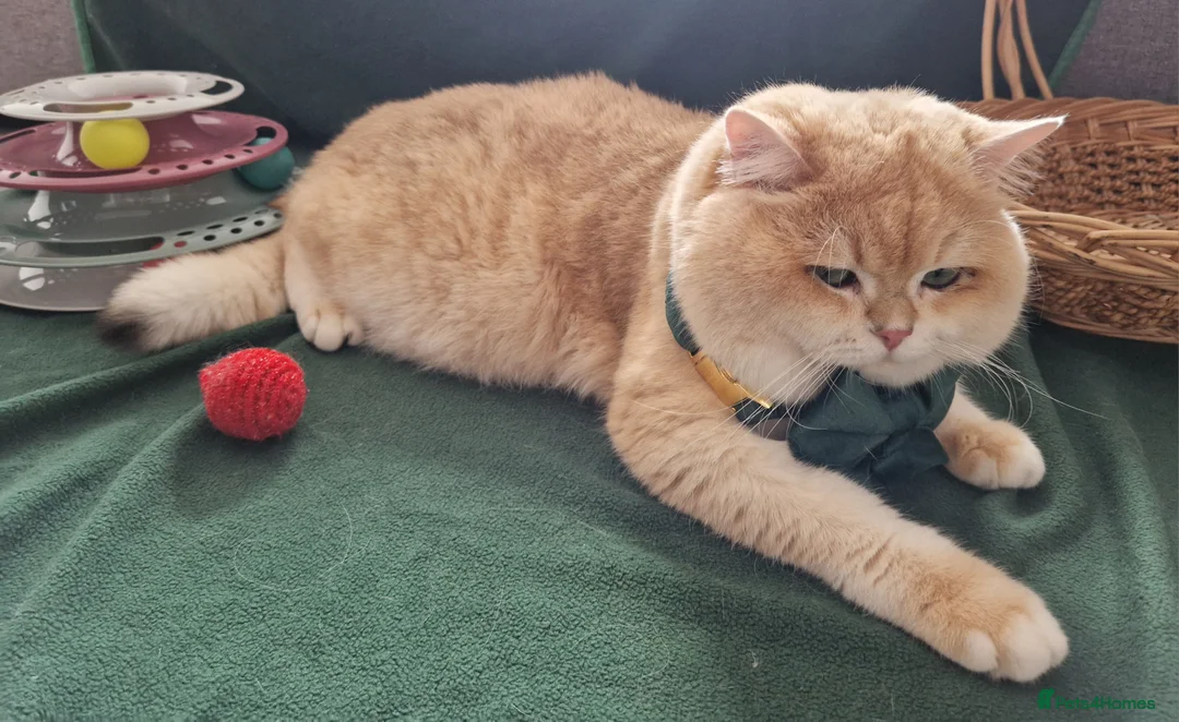 British Shorthair cats for stud: Pedigree Golden BSHstud, Emerald eyes, Active rg - Advert 14