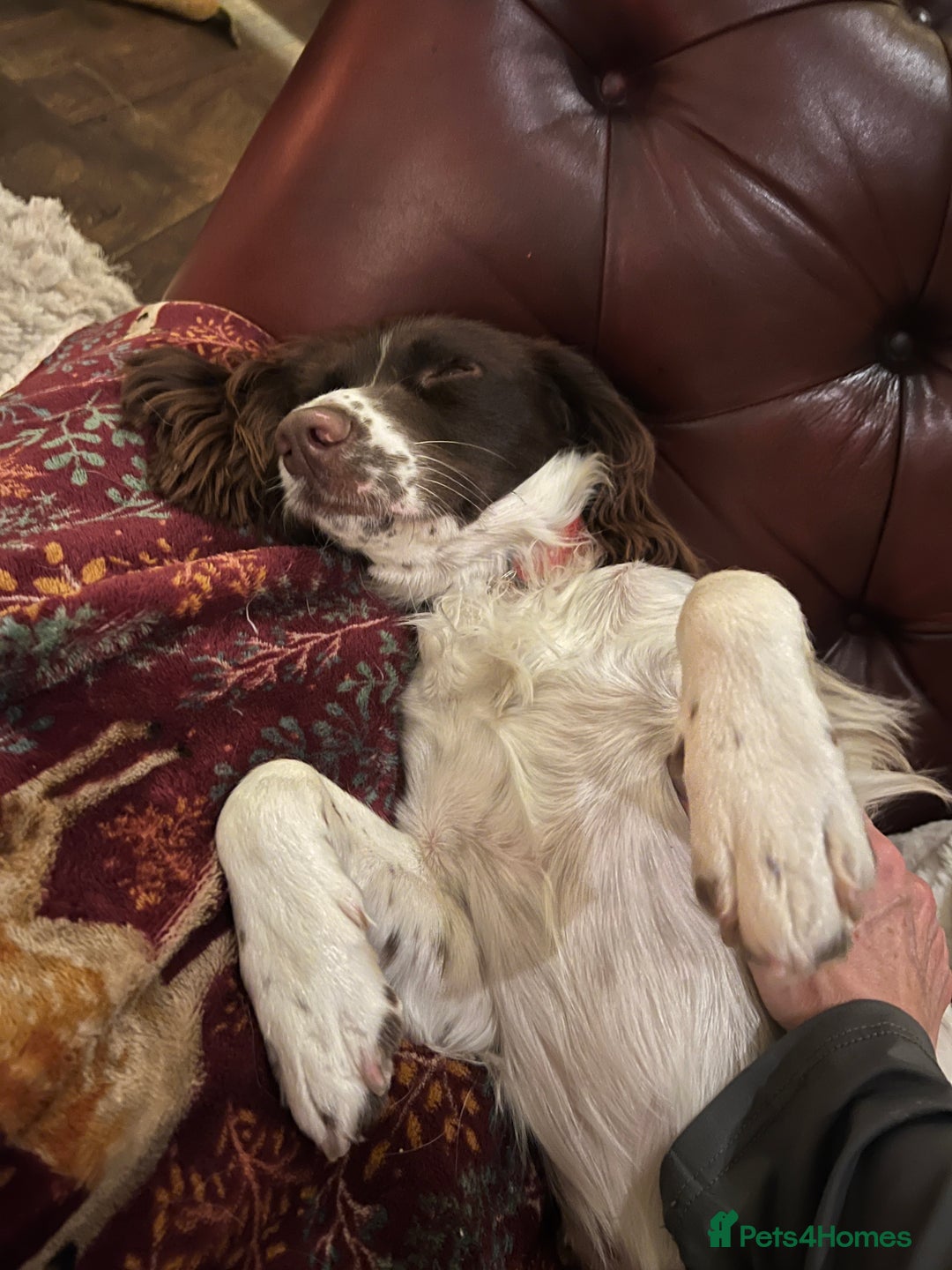 English Springer Spaniel dogs for sale: English Springer Spaniel  - Advert 3