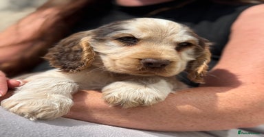 Cocker Spaniel dogs - Advert 11