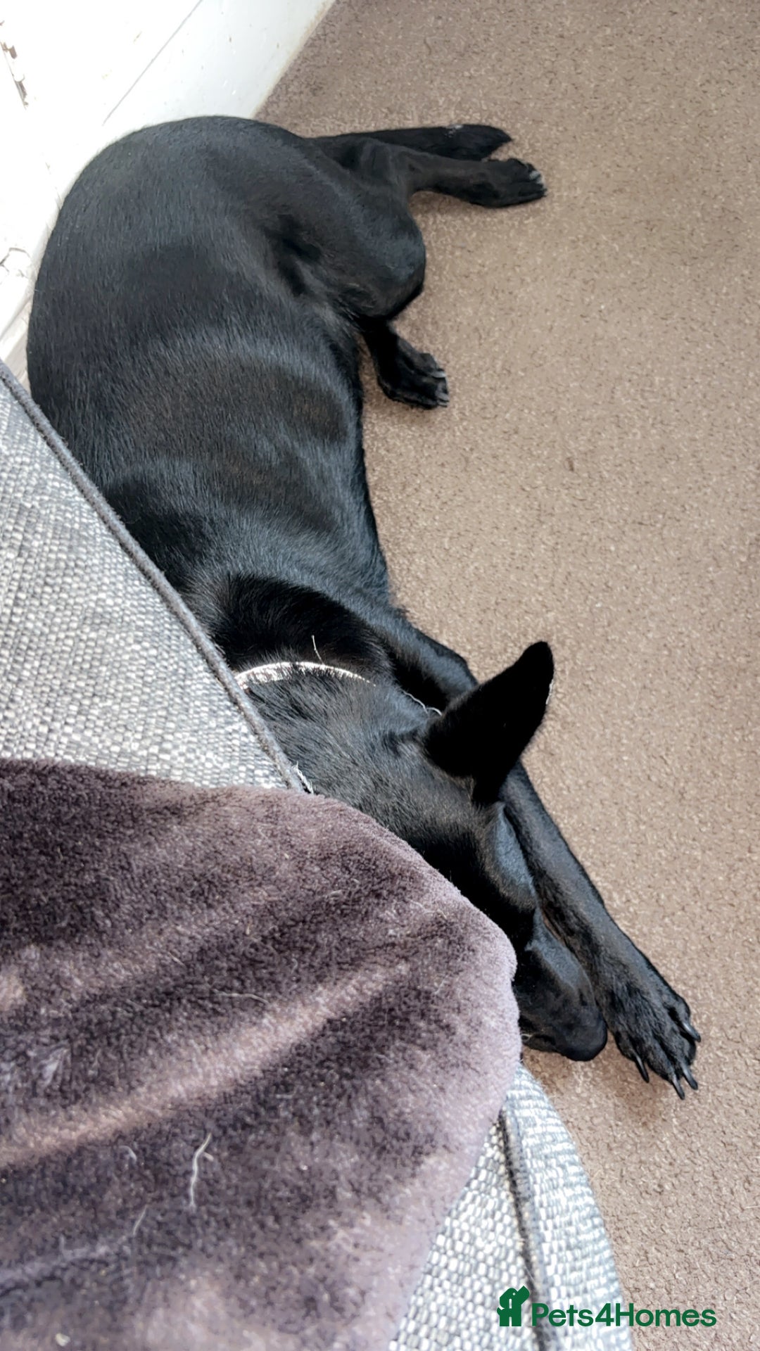 Mixed Breed dogs for sale: 1 belgian shepherd and 1 Sheprador - Image 7
