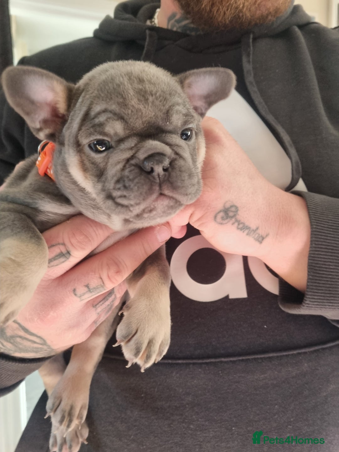 Mixed Breed dogs for sale: French bulldog puppy - Advert 3