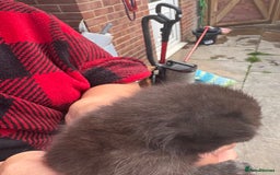 British Shorthair cats for sale: British Shorthair kittens grey/chocolate colours - Image 28