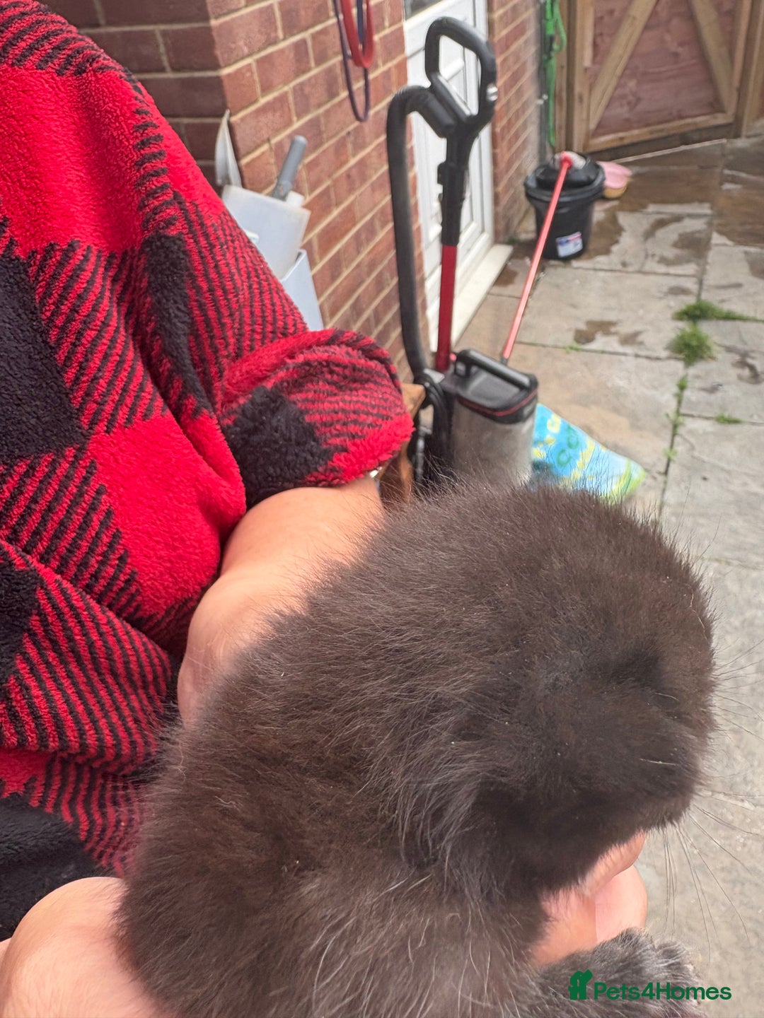 British Shorthair cats for sale: British Shorthair kittens grey/chocolate colours - Image 28