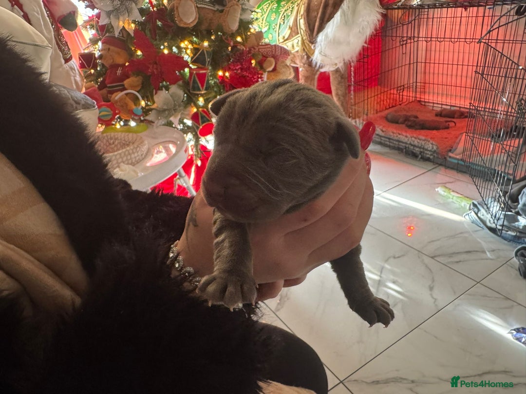 Cane Corso dogs for sale: Outstanding cane corso pups 🐶  - Advert 6