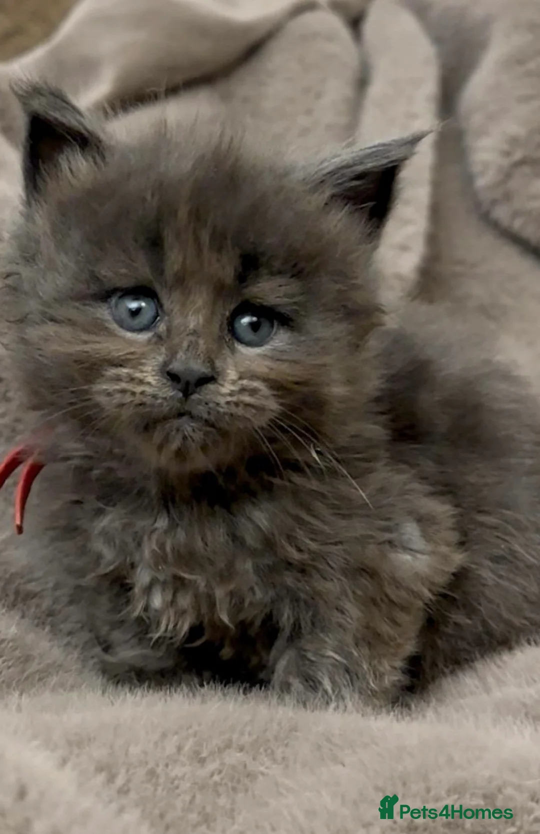 Maine Coon cats for sale: Pedigree GCCF registered Maine Coon kittens  - Advert 15