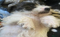 Mixed Breed dogs for sale: 2nd generation Yorkichons - Image 2