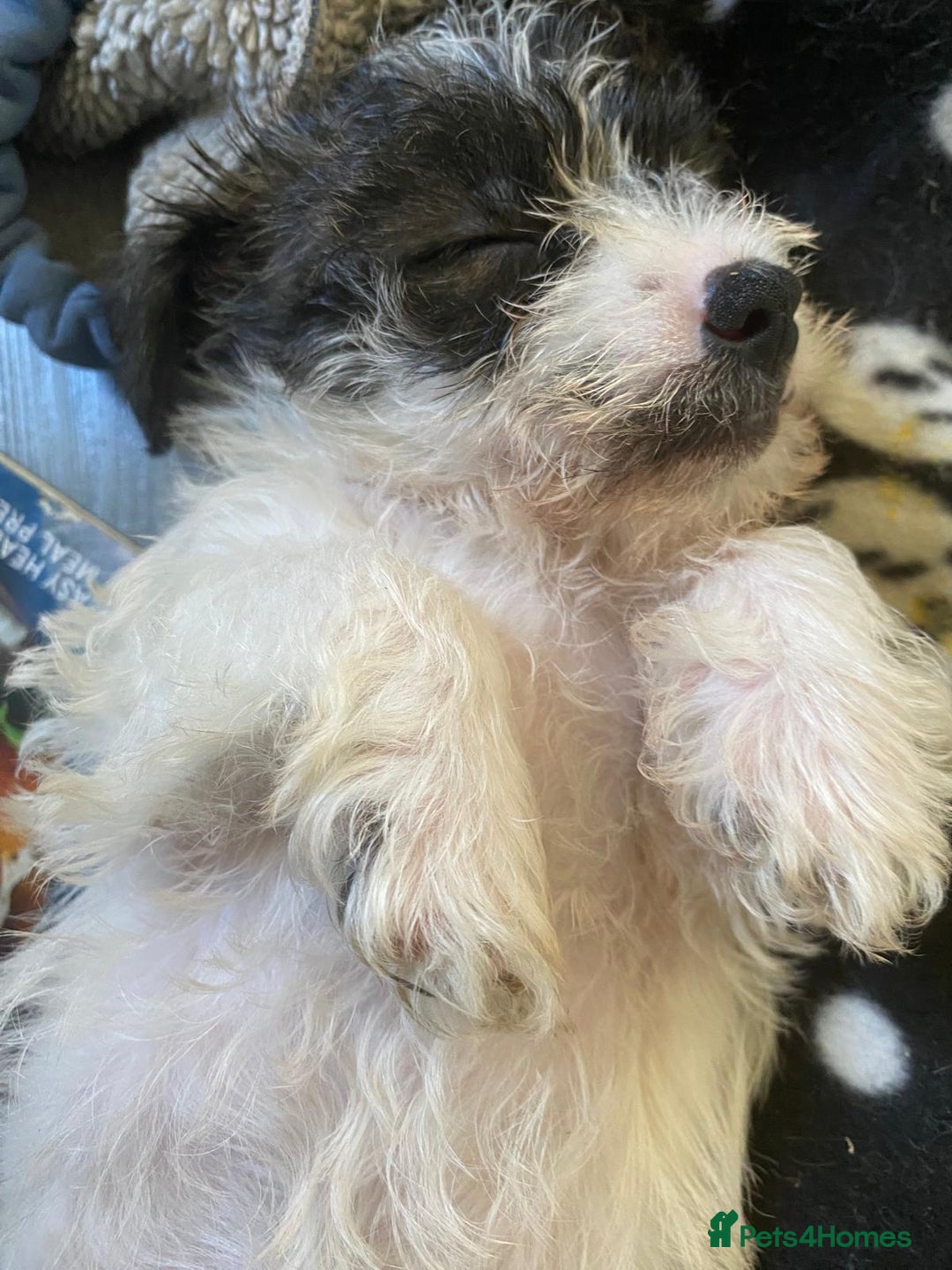 Mixed Breed dogs for sale: 2nd generation Yorkichons - Image 2