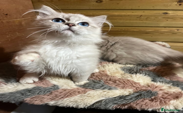 Ragdoll cats - Advert 3