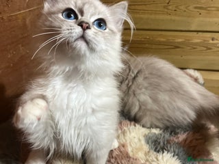 Ragdoll cats - Advert 24