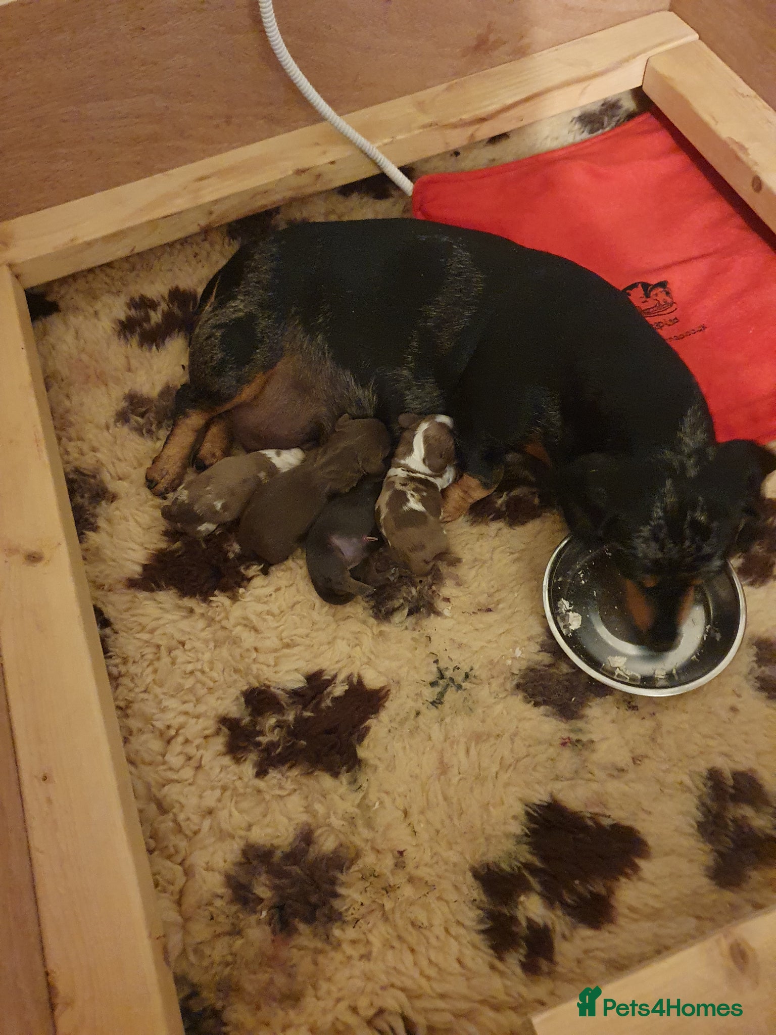 Dachshund dogs for sale: Miniature Dacshund  - Advert 5