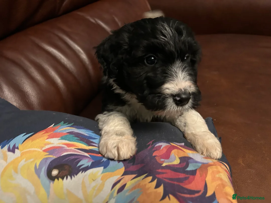 Bordoodle dogs for sale: Gorgeous Collie x poodle pups  - Advert 13