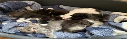 Ragdoll cats for sale: Ragdoll kittens - Advert 3