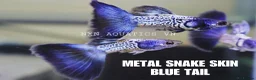 Other/Mixed Breed fish for sale: Metal Snakeskin Blue Tail Guppy Pair - Advert 1