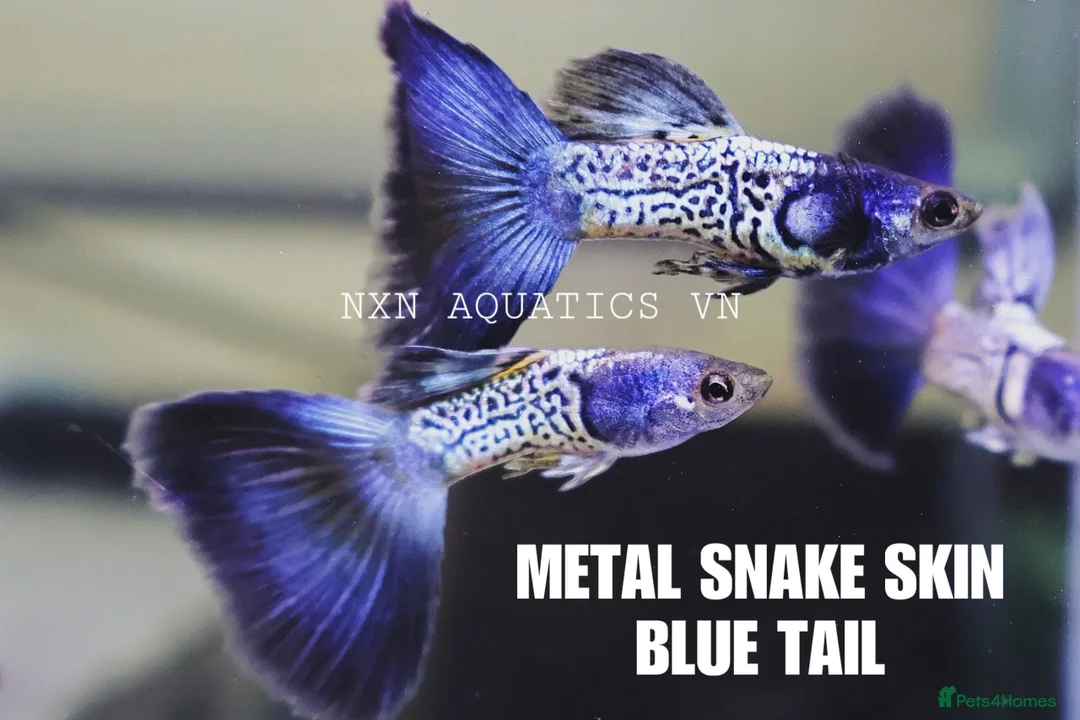 Other/Mixed Breed fish for sale: Metal Snakeskin Blue Tail Guppy Pair - Advert 1