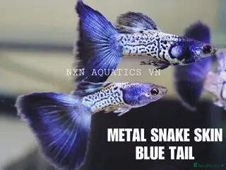 Other/Mixed Breed fish Metal Snakeskin Blue Tail Guppy Pair - Advert 2