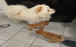 Mixed Breed dogs for sale: Frenchie  chow  - Image 1