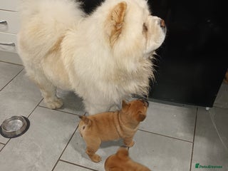 Mixed Breed dogs - Advert 6