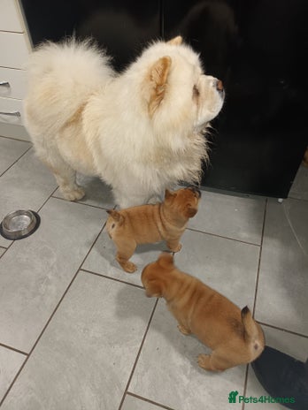 Mixed Breed dogs - Advert 1