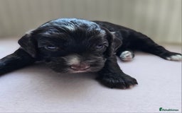 Cockapoo dogs for sale: Beautiful Chunky f2 Cockapoo Puppies  - Image 11