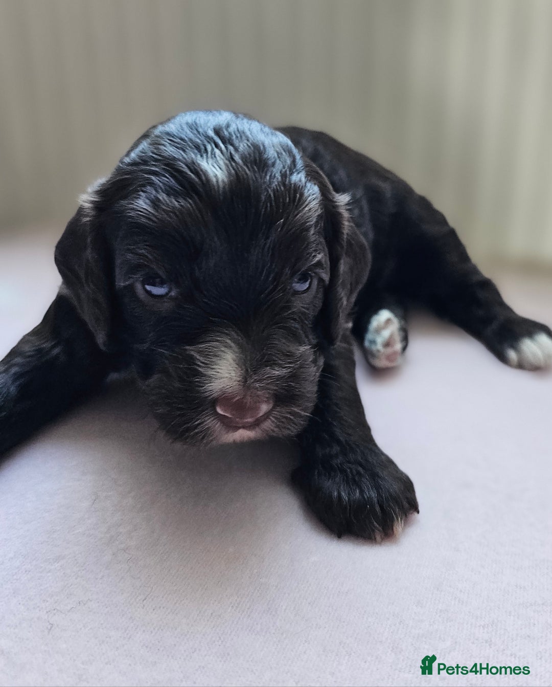 Cockapoo dogs for sale: Beautiful Chunky f2 Cockapoo Puppies  - Image 11