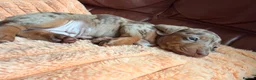 Miniature Dachshund dogs for sale: Miniature Dachshund Puppies - Advert 29