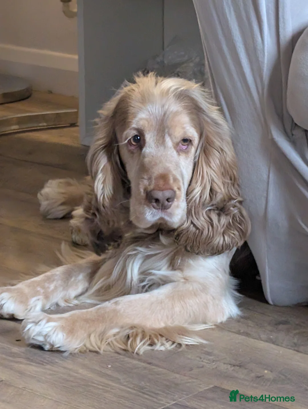 Cocker Spaniel dogs for stud: Proven Cocker Spaniel Stud – Sable Roan - Advert 1