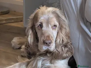 Cocker Spaniel dogs Proven Cocker Spaniel Stud – Sable Roan - Advert 5