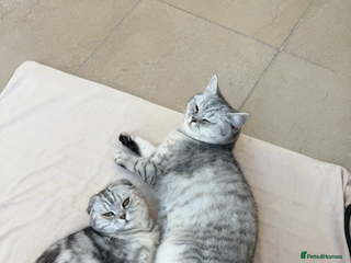 British Shorthair cats Beautiful TICA registered British shorthair - Advert 1