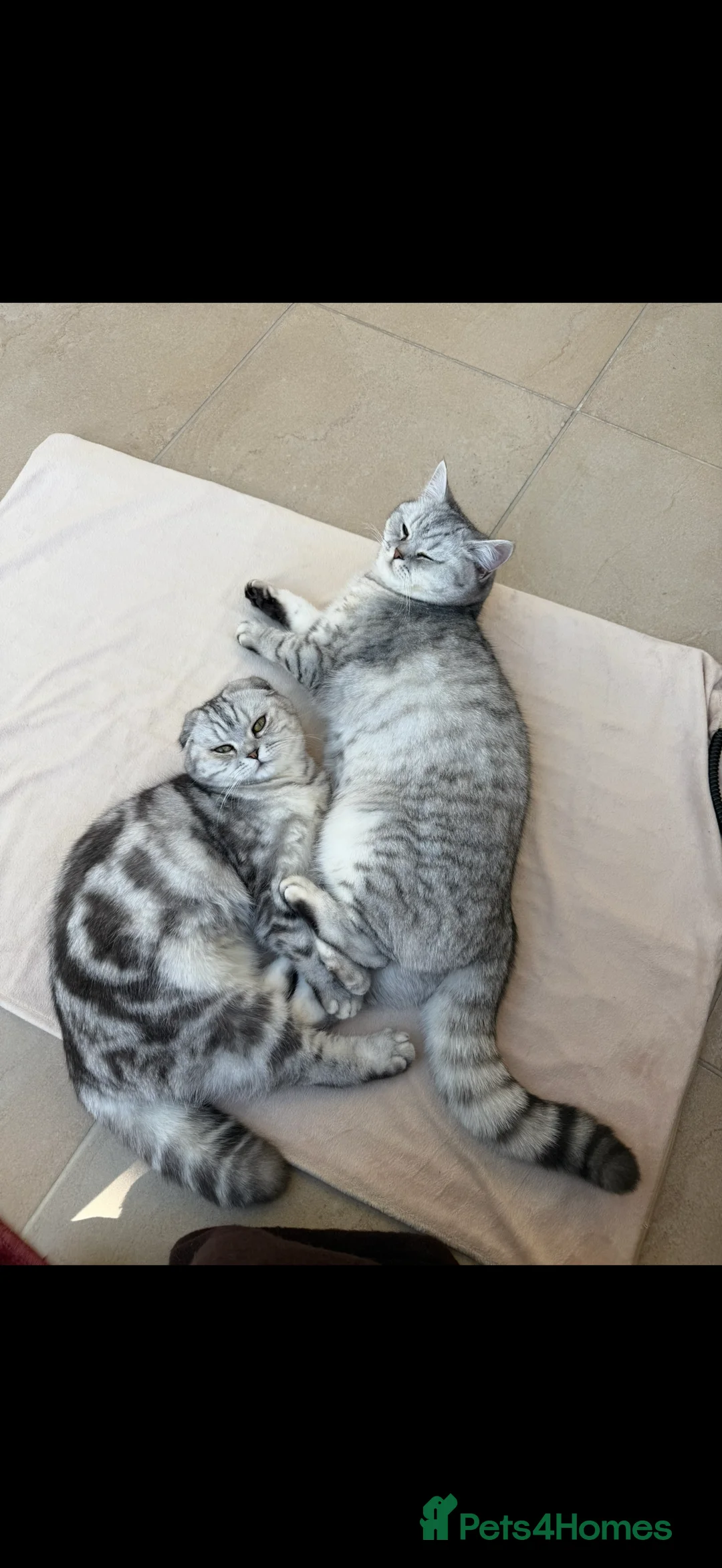 British Shorthair cats for sale: Beautiful TICA registered British shorthair - Advert 1