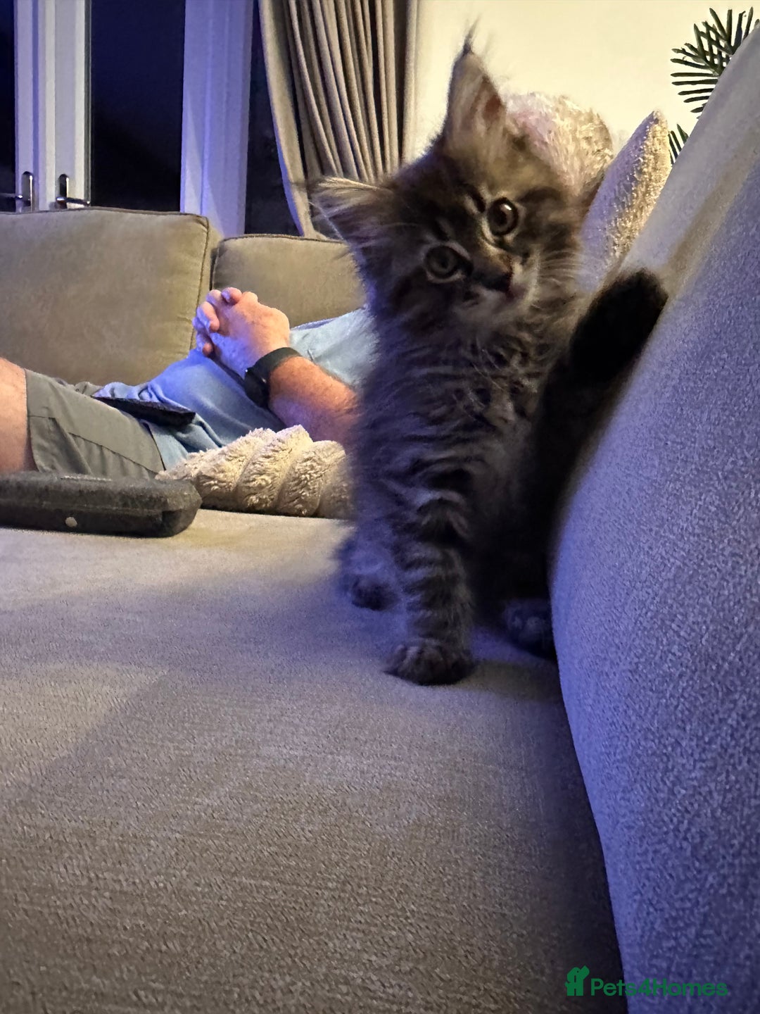 Maine Coon cats for sale:      💖LAST BEAUTIFUL BABY GIRL💖  - Image 8