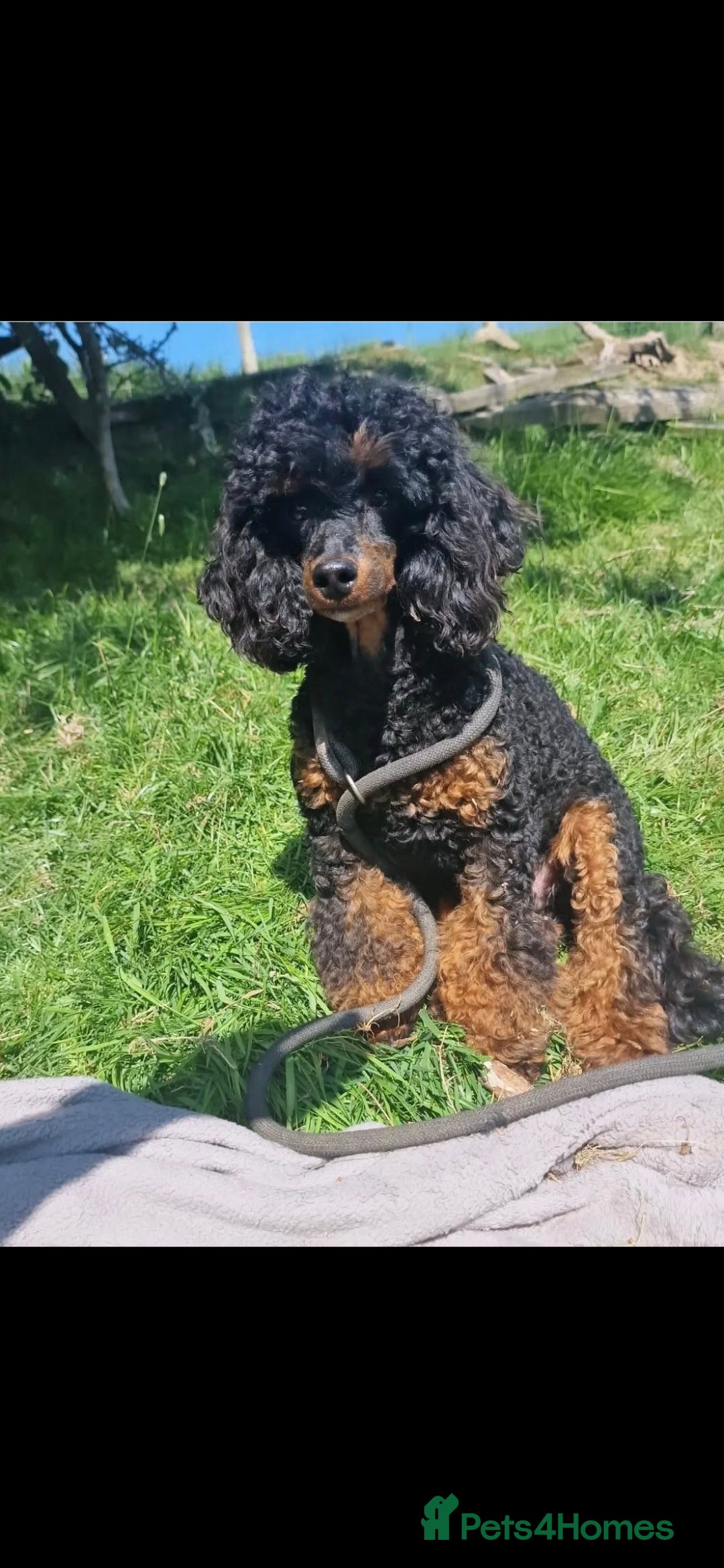 Toy Poodle dogs for sale: Toy Sized Poodles - Ready now - Advert 6