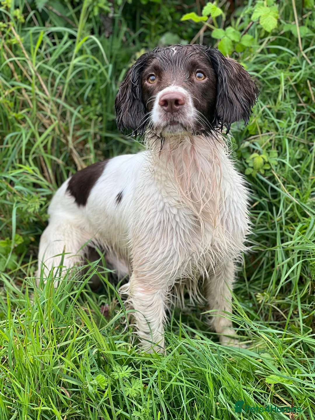 English Springer Spaniel dogs for sale:  Beautiful Liver & White Springer Spaniels - Advert 8