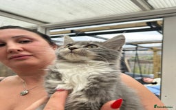 Maine Coon cats for sale: Maine coon kittens - Image 3