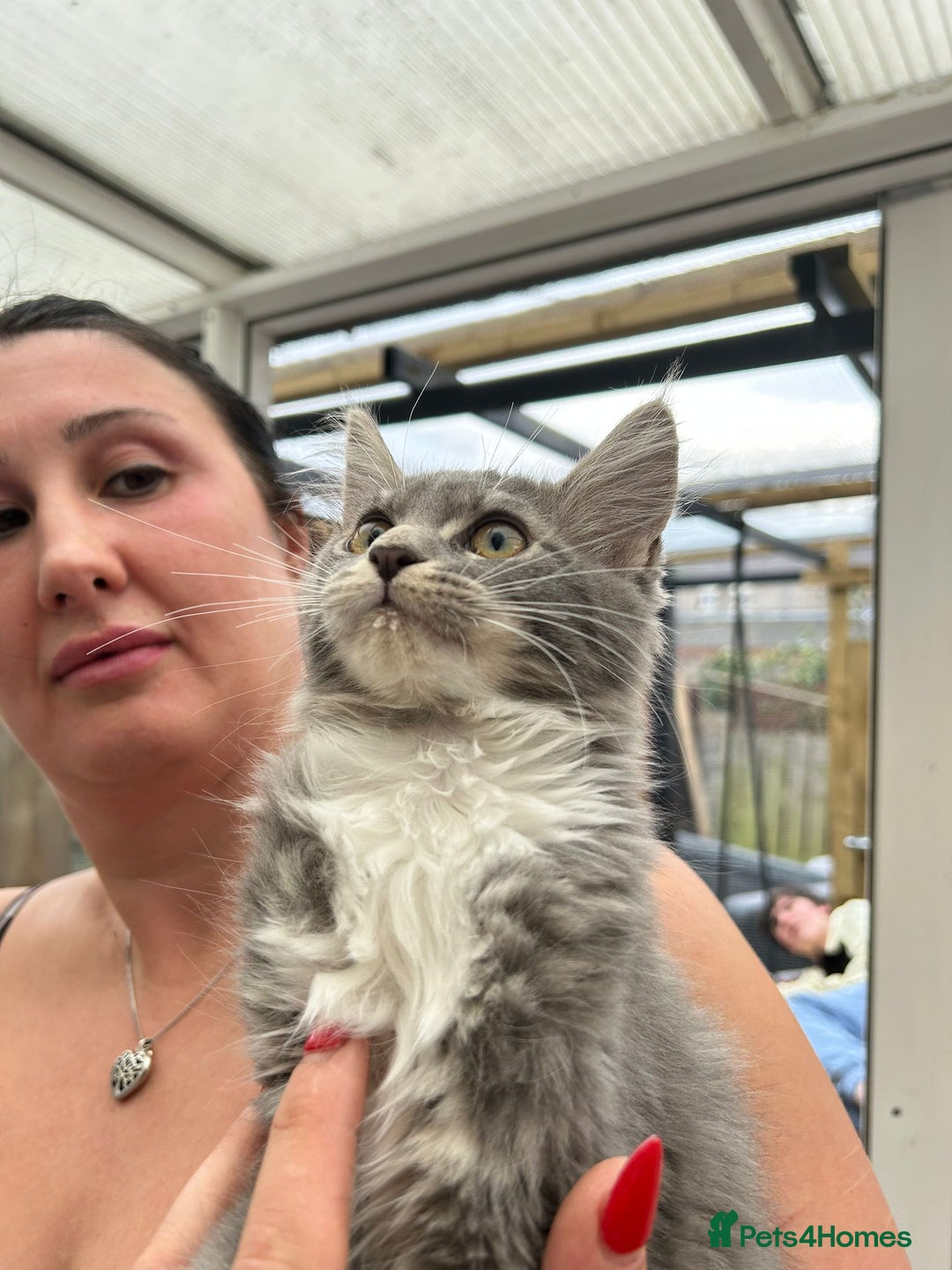 Maine Coon cats for sale: Maine coon kittens - Image 3