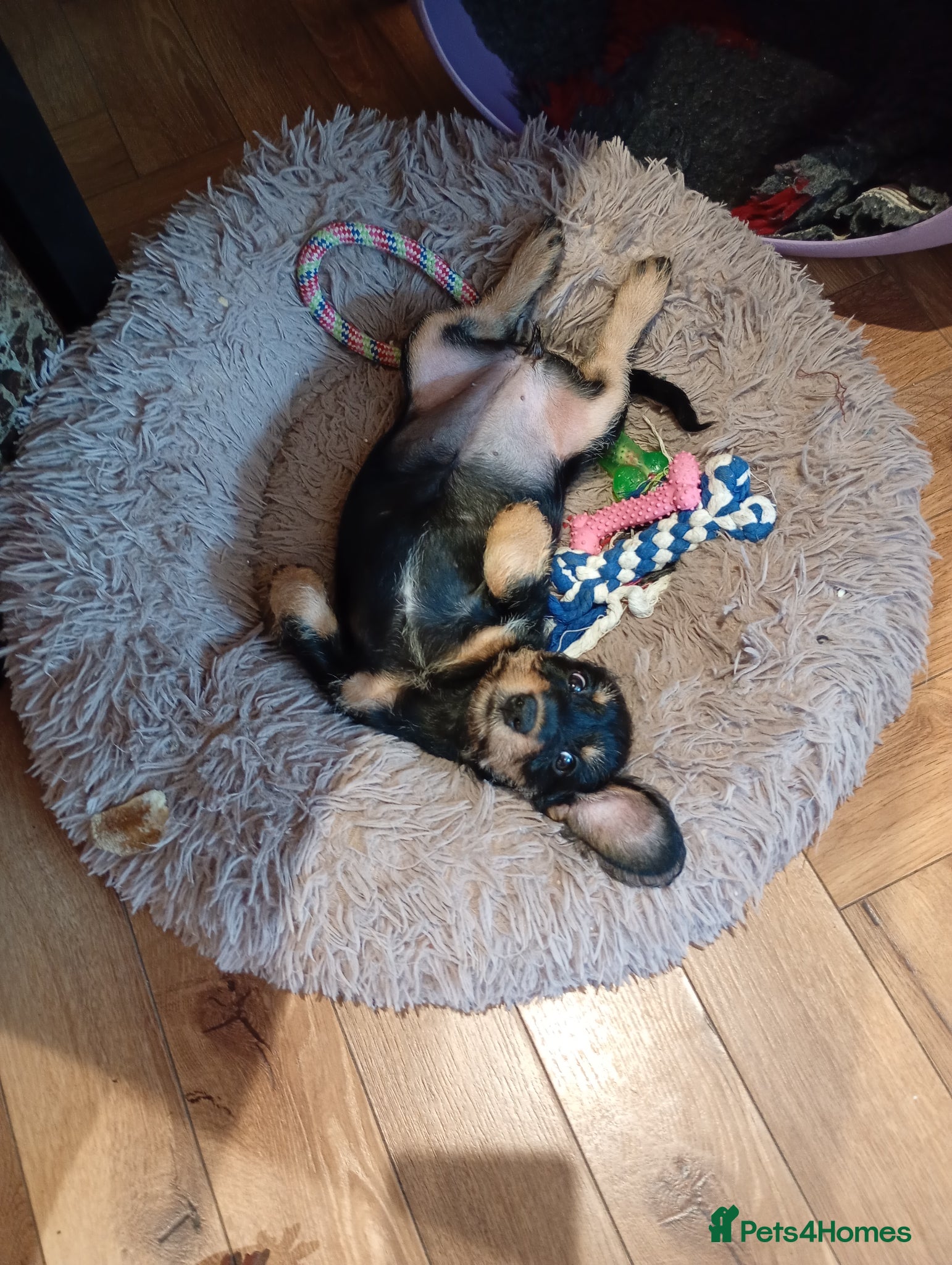 Mixed Breed dogs Miniature schnoxies  - Advert 1
