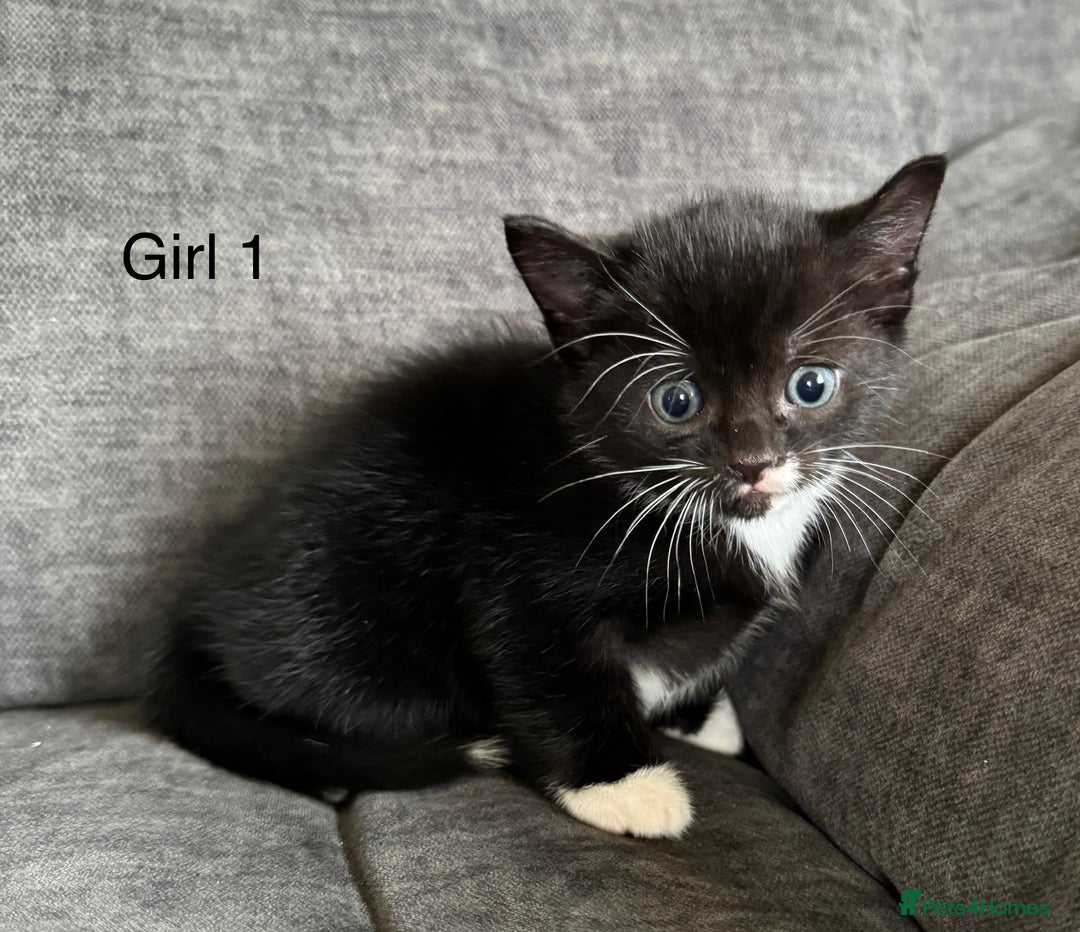 Domestic Shorthair cats for sale: Kittens - Image 4