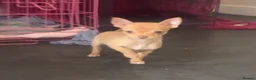 Chihuahua dogs for sale: Last chihuahua puppy REDUCED  - Advert 15