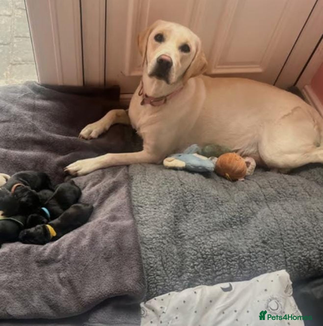 Labrador Retriever dogs for sale: Fully health checked labrador puppies - Advert 5