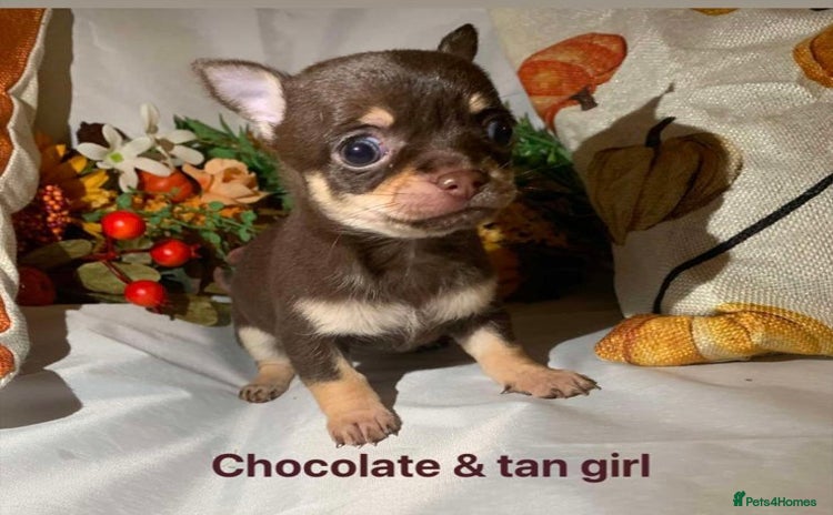 Chihuahua dogs - Advert 1