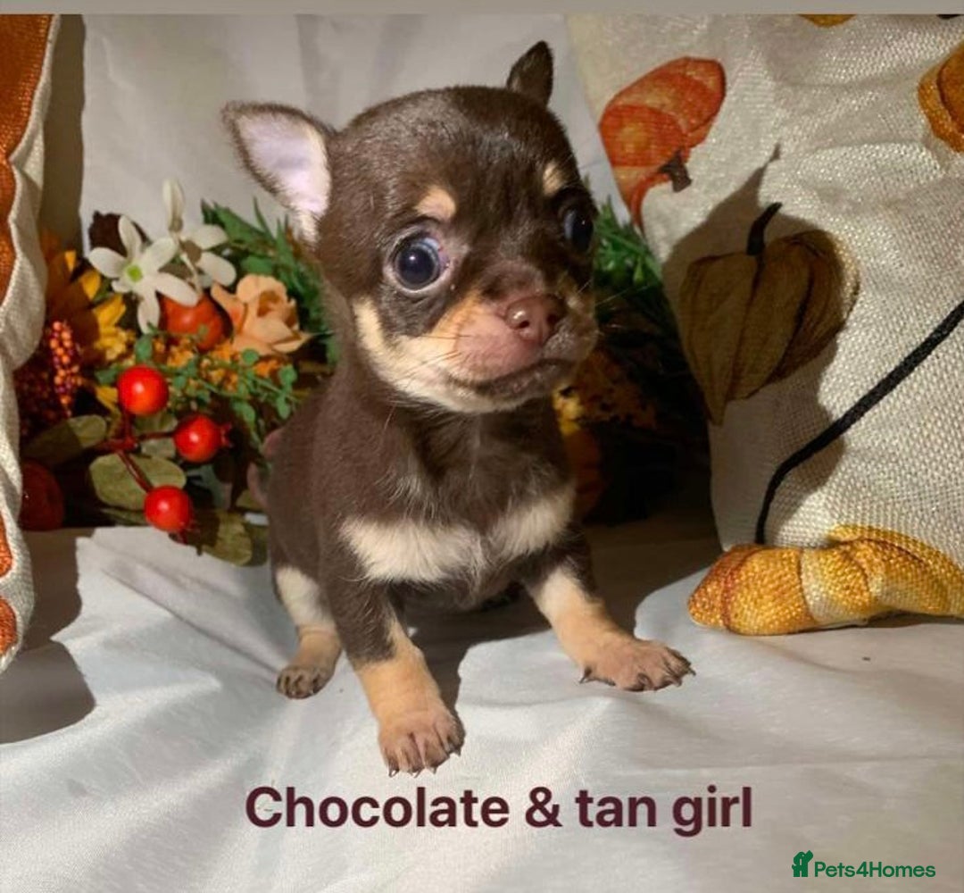 Chihuahua dogs for sale: Tiny chihuahua puppies  - Image 1