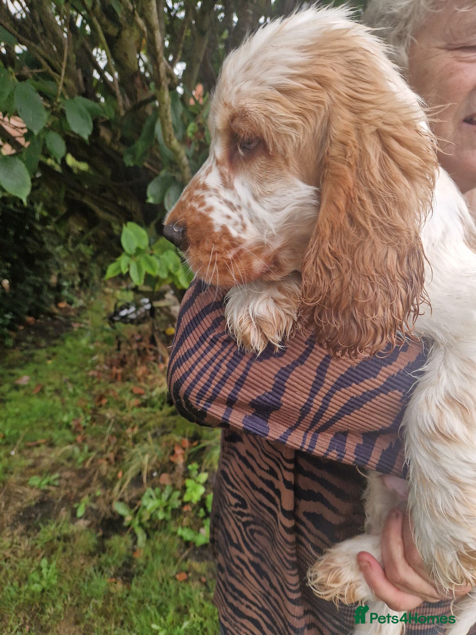 Cocker Spaniel dogs SIMPLY UNIQUE KC REG SHOW TYPE COCKER SPANIEL - Advert 2