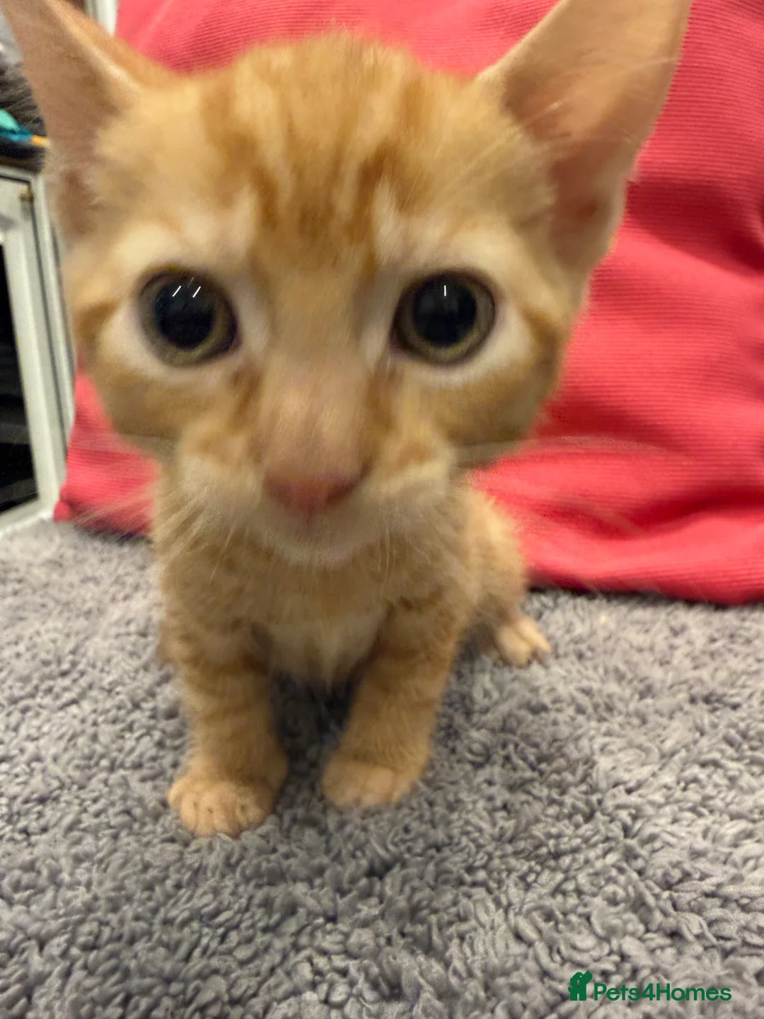 Mixed Breed cats for sale: Kittens ready today  - Advert 6