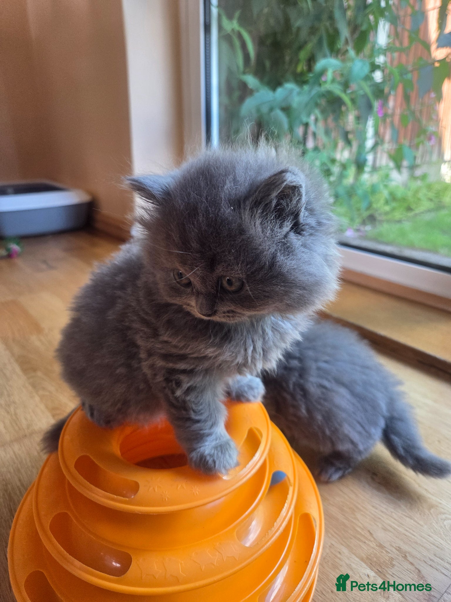 British Longhair cats for sale: Kittens blue boys and girl  in Nottingham - Advert 14