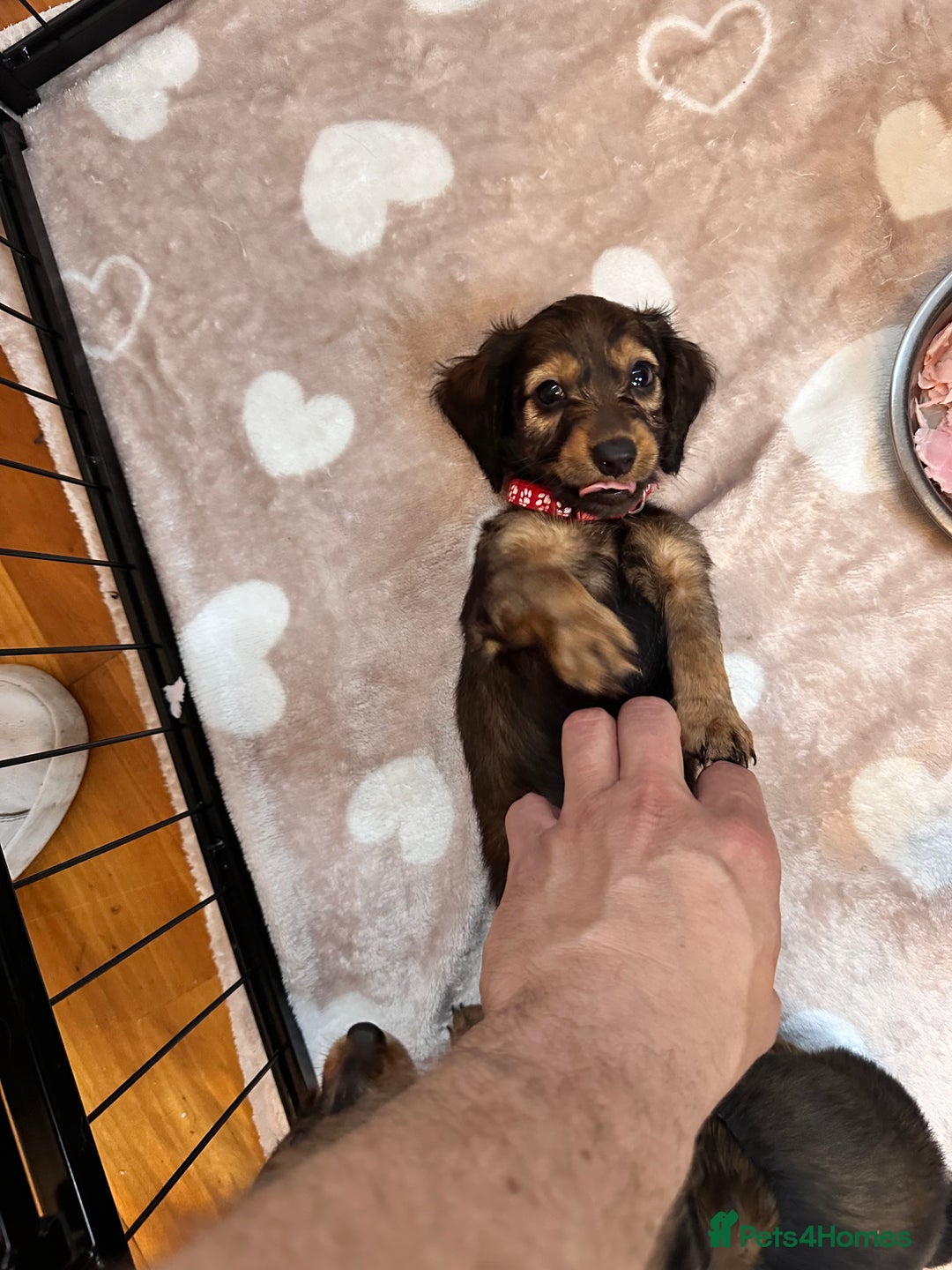 Miniature Dachshund dogs for sale: Miniature Long-Haired Dachshund Puppies - Image 9
